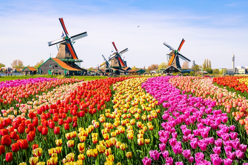 Holland tulipán mezők